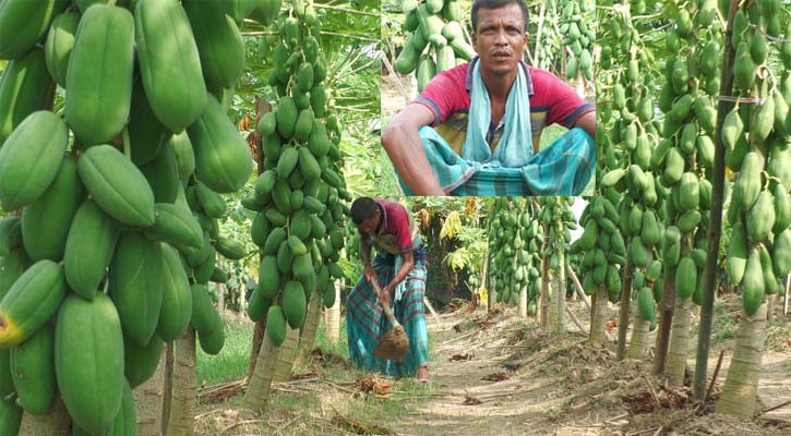 ‘আপনারা গাছে পেঁপে দেখছেন, কিন্তু আমি দেখছি টাকা’